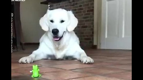 Golden Retriever's Incredible Reaction To Frog Toy!!