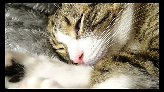 Cat Photography