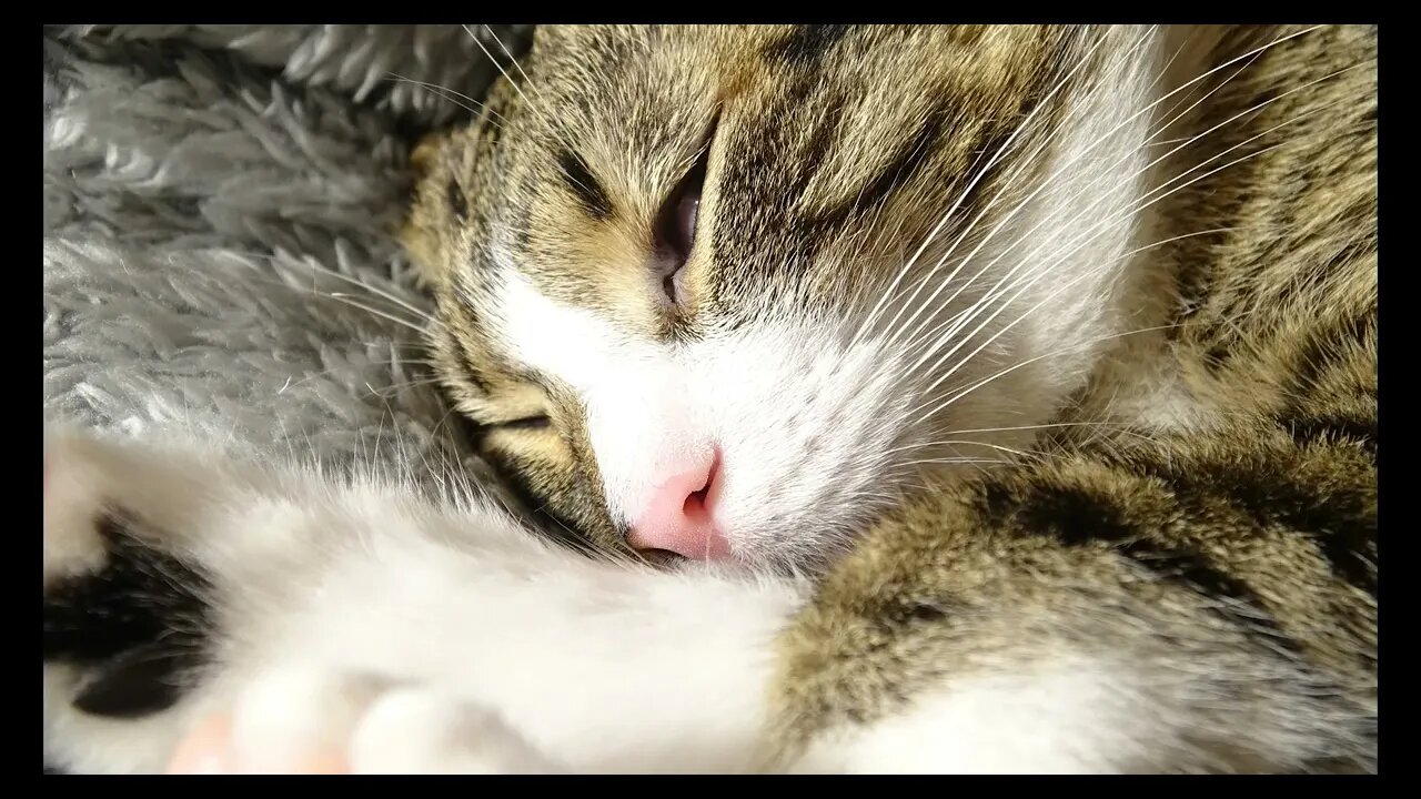 Cat Photography