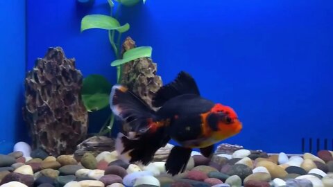 Goldfish kingdom Beautiful oranda54 6