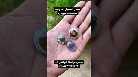 داودي عين الذيب