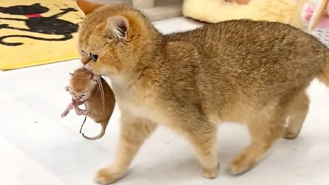 Mother cat carries a kitten in her teeth and takes care of him - compilation