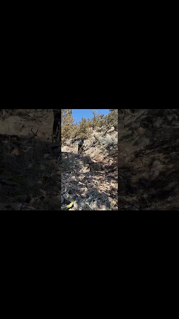 Nukeproof MegaWatt getting some pre-shootout test miles. #emtb #ytshorts