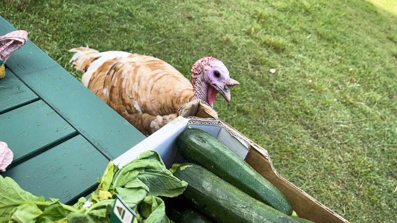 Doing A Daily Fruit Chop For Bats - Meet Wallace An American Turkey - Behind The Scenes Bat Aviary