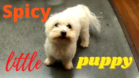 Dogs Perrosالكلاب Chiens 狗 कुत्ते