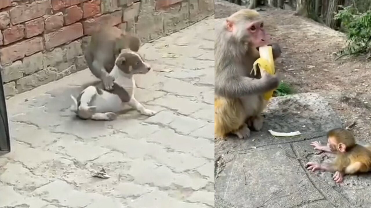 funny monkey videos #Short2022