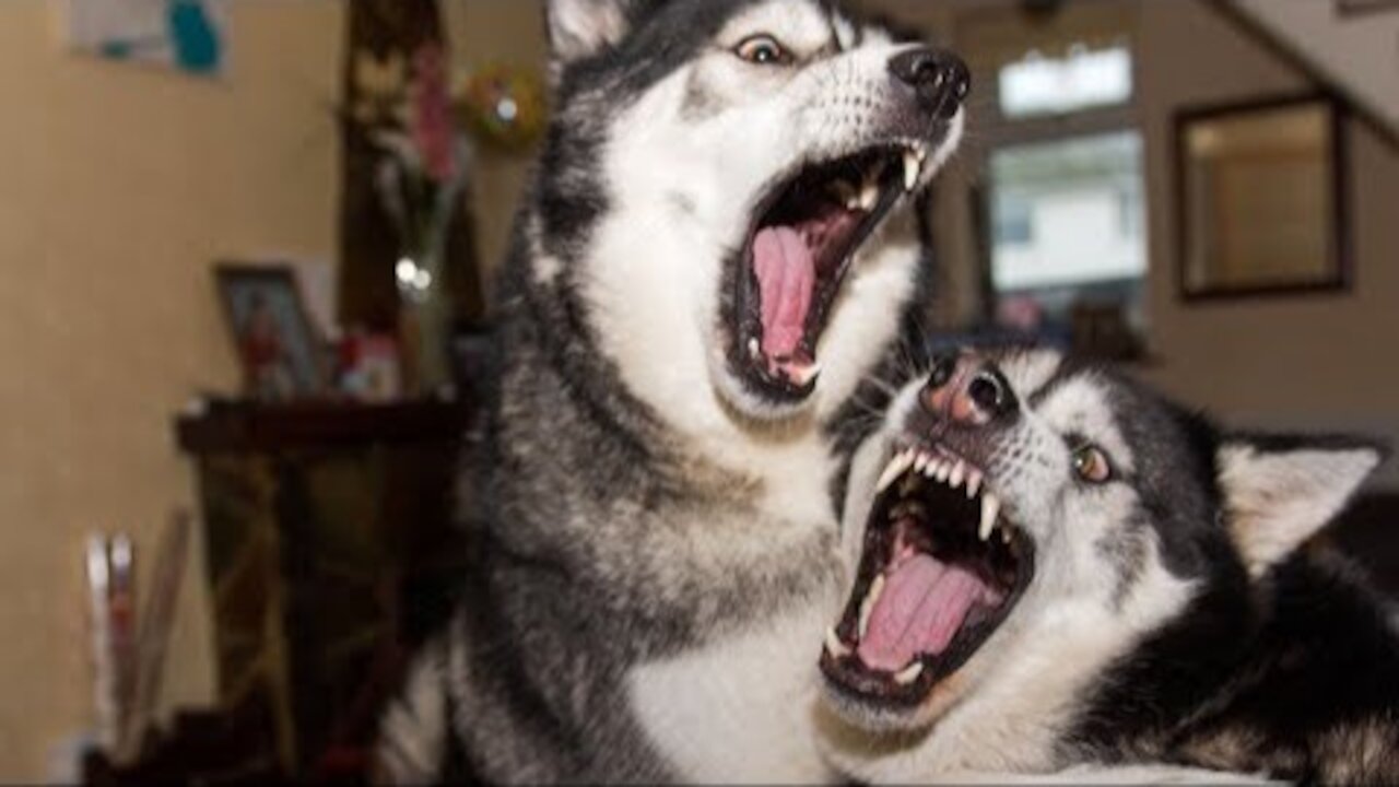 Husky Sings Duet With Best Friend