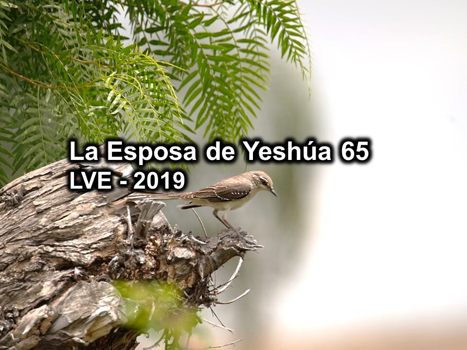 La Esposa de Yeshúa 65 - YHWH Ekjad 44 - Juan 8