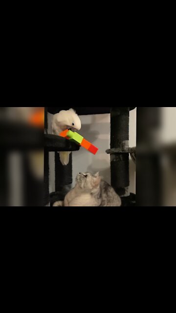 Cockatoo threw BIG Lego blocks on cats head 😂