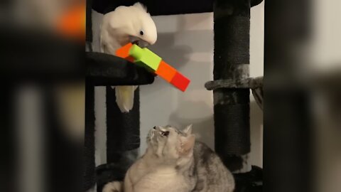 Cockatoo threw BIG Lego blocks on cats head 😂