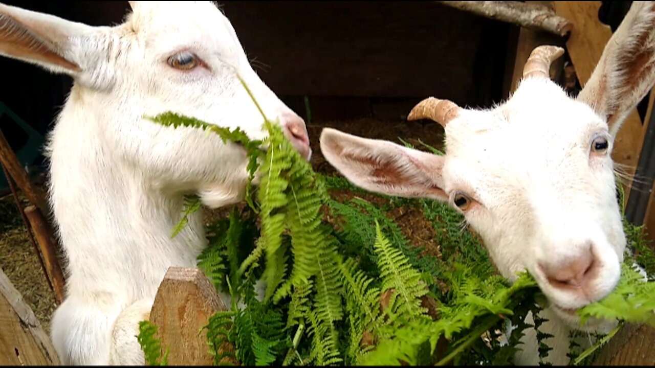 Goats having fresh hay