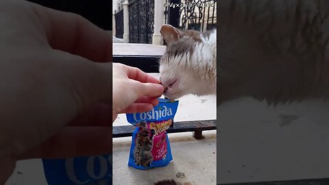 I CaN HaS TrEaTs? Stray Cat Gets to Enjoy Cat Treats