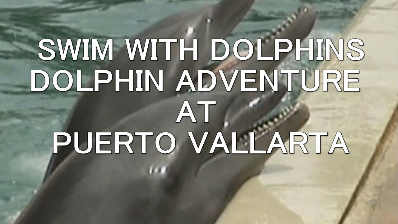 SWIM WITH DOLPHINS, DOLPHIN ADVENTURE AT PUERTO VALLARTA