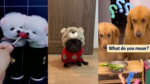 Funny, Smart And Cute Dogs Video Try Not To Laugh💛