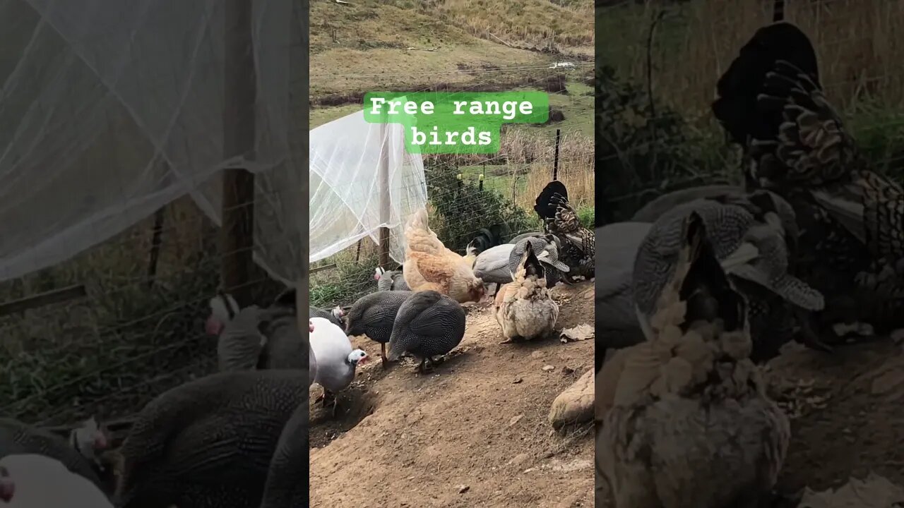 Free range chickens and guinea fowl #guineafowl #freerange