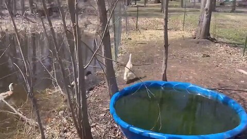 This duck is confused by a FENCE! 😂