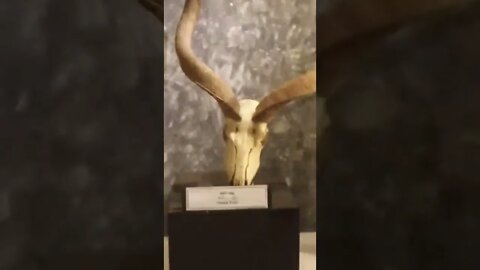 Different type horns at the Wildlife museum.