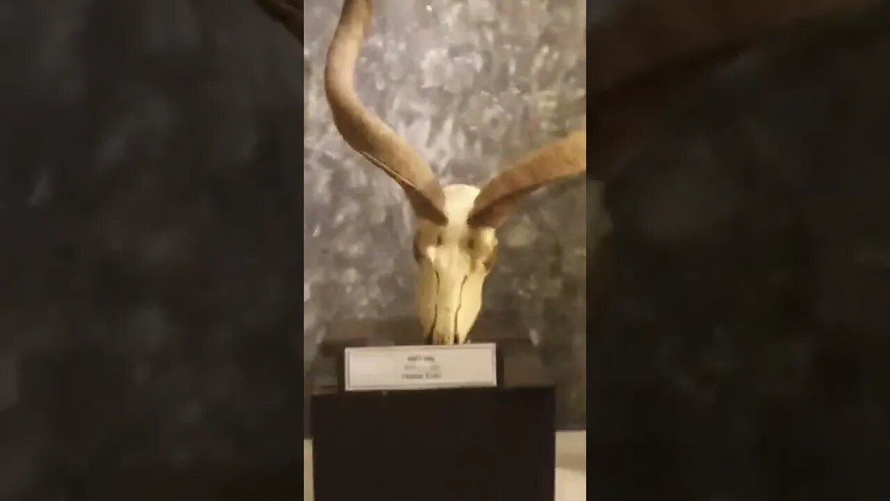 Different type horns at the Wildlife museum.