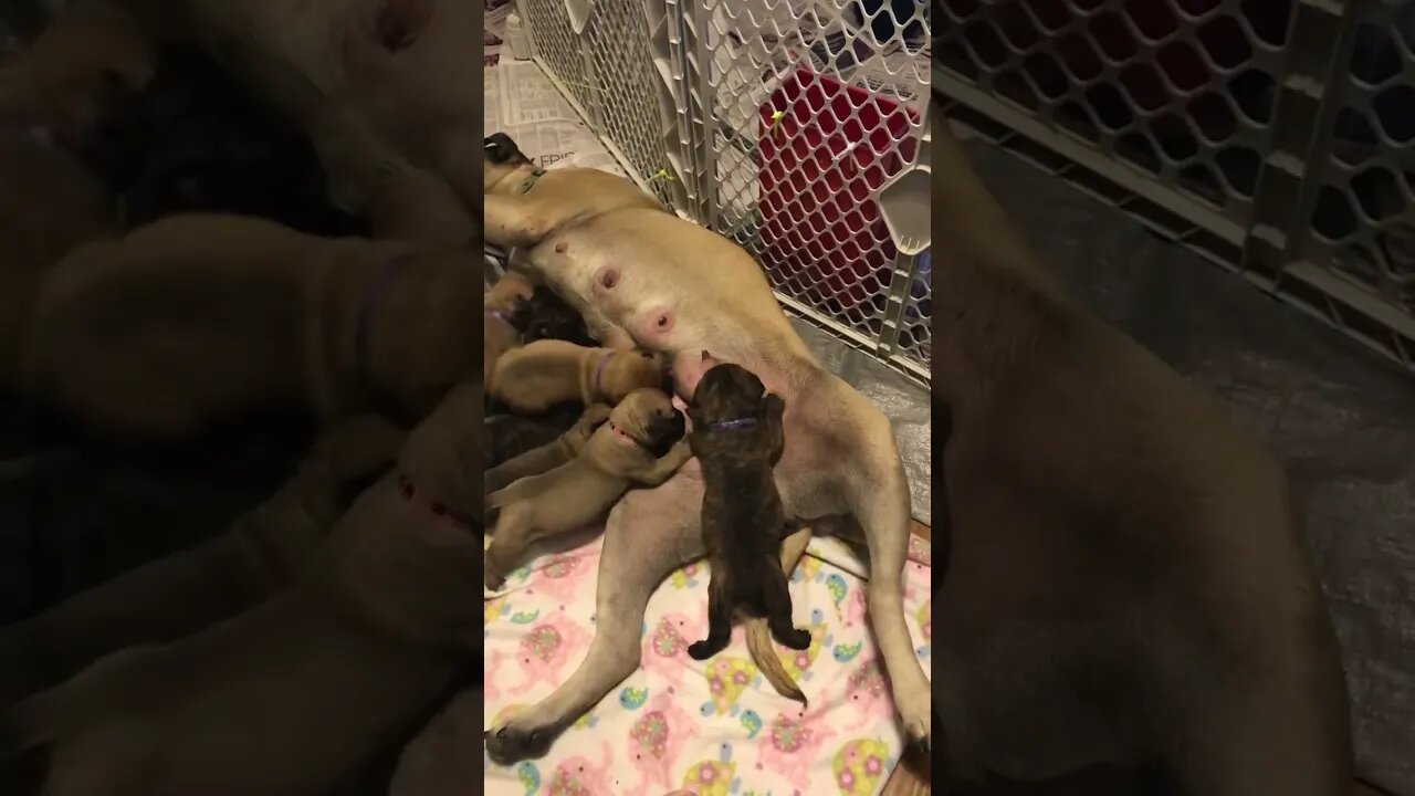 Dippy update. LonelyCreek bullmastiff