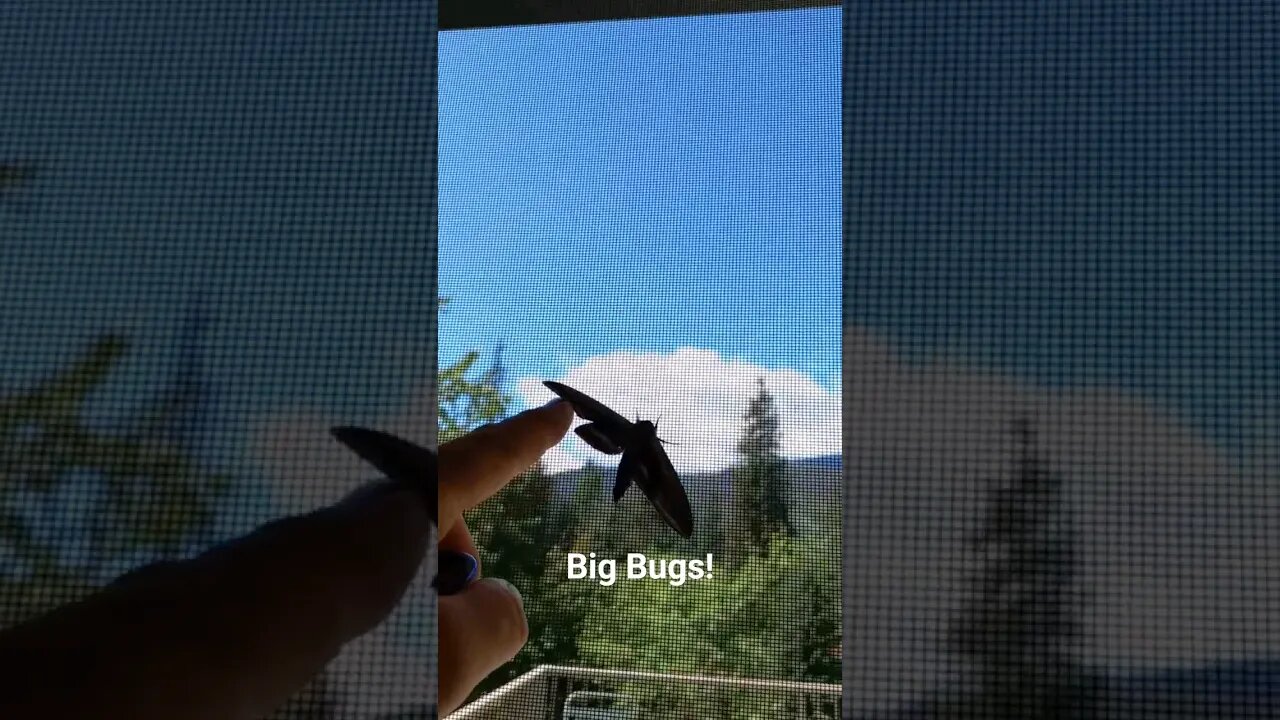 Some big bugs in Bc. #bigbugs #shorts