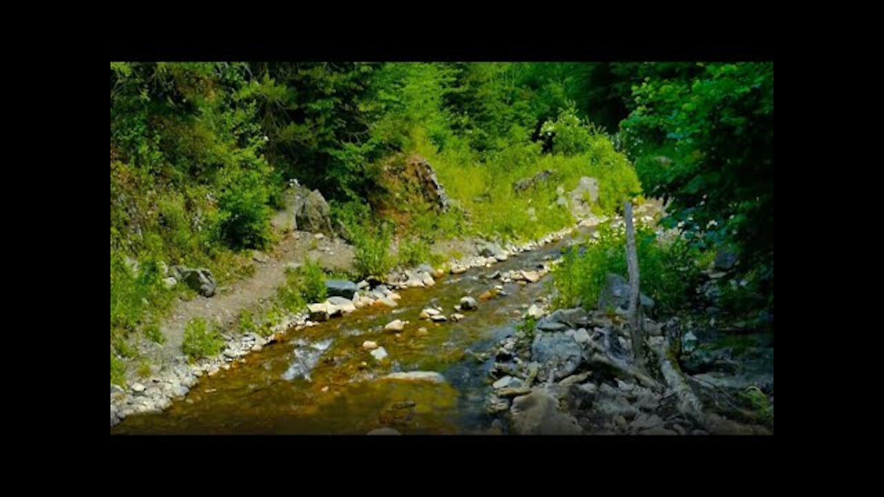 4k Forest Nature Sounds - Gentle River - Calming Water Sound - Singing Birds Ambience - Meditation