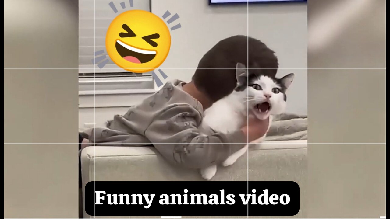 Funny Animal videos 😂