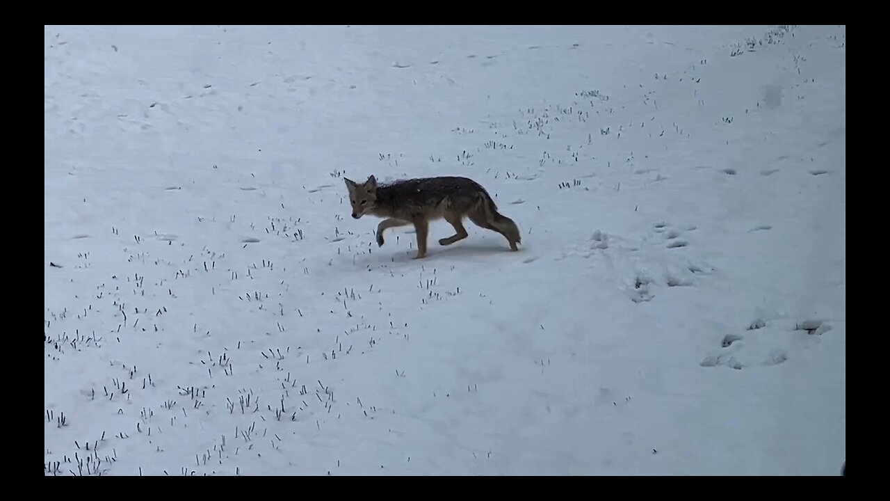 Coyote Hunts Mice