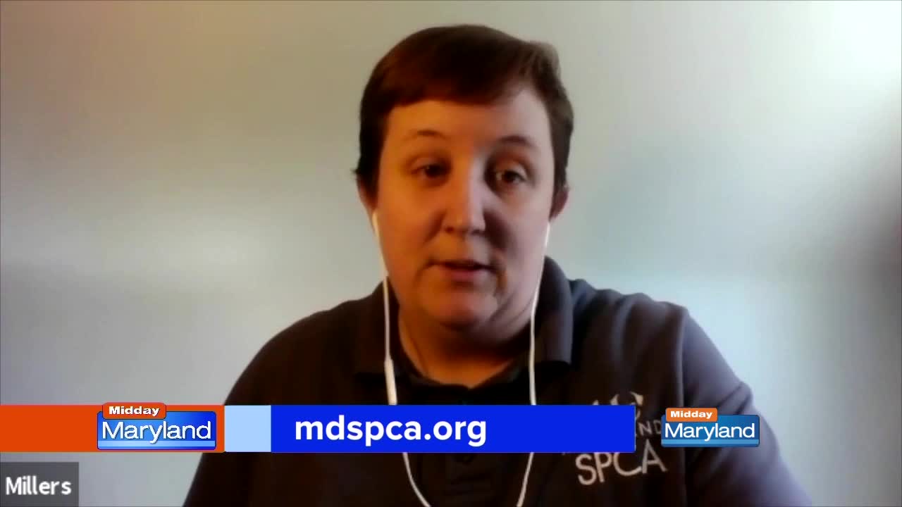 MDSPCA - Update