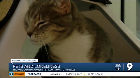 Combatting pandemic-loneliness: Are animals the solution?