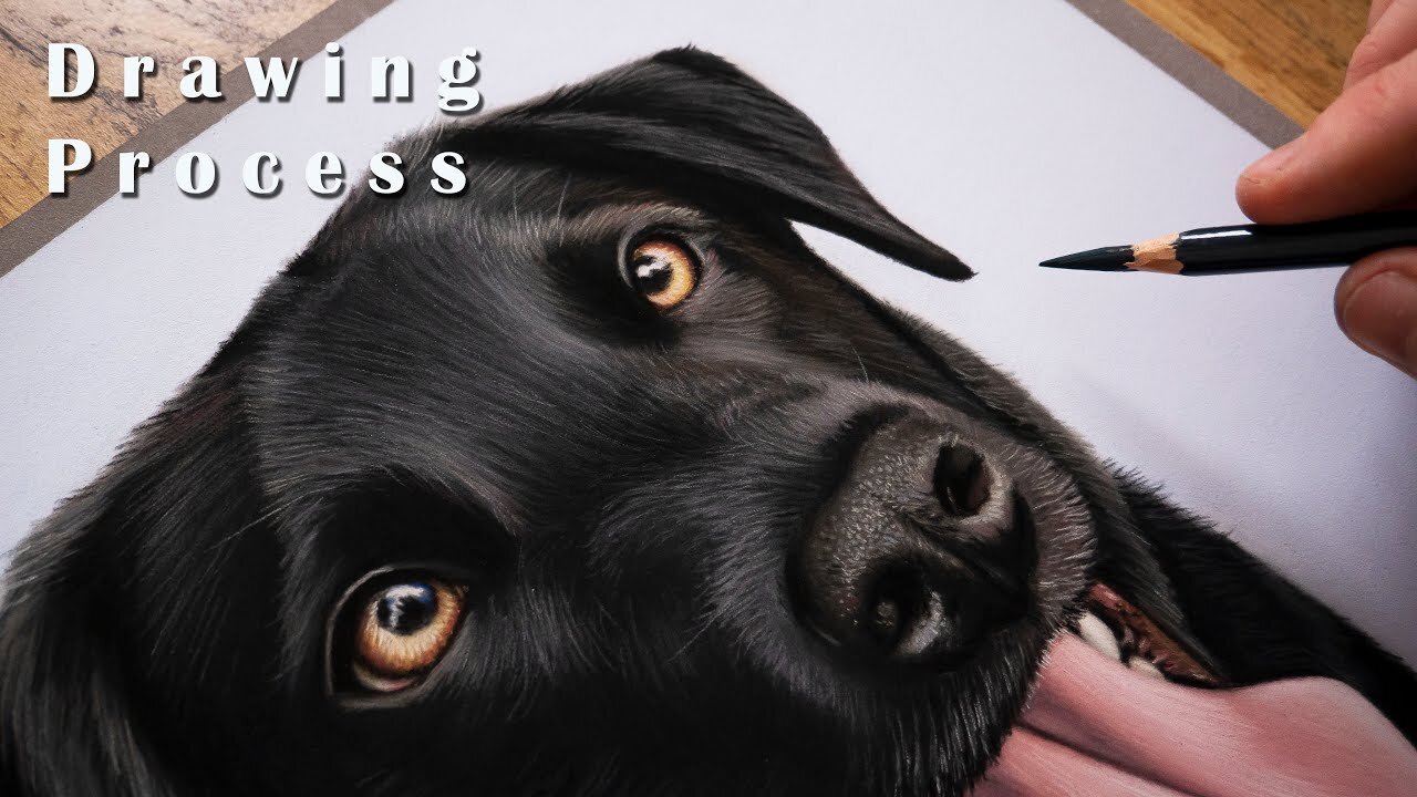 Black Labrador Drawing // Border Collie PENCIL ART Time-Lapse