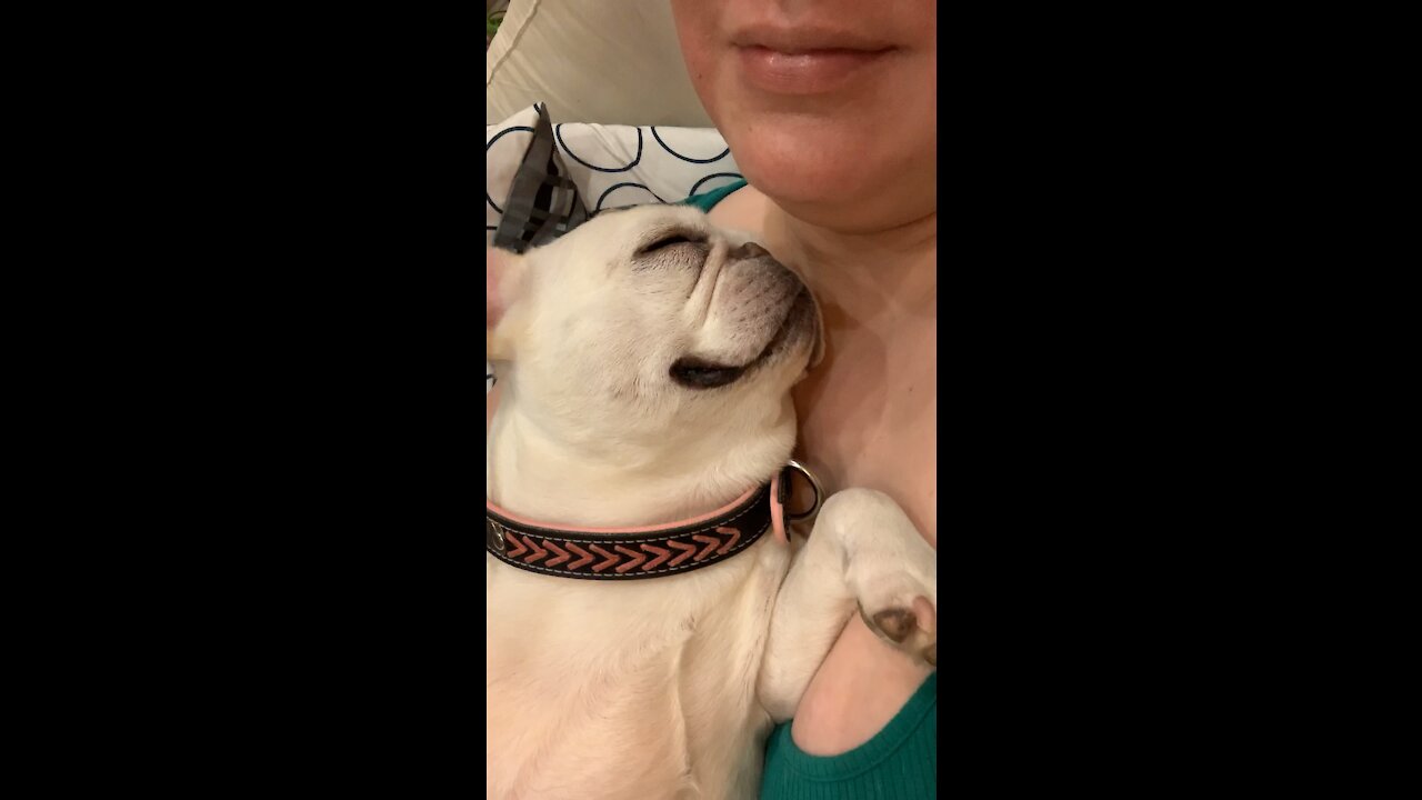 Adorable Frenchie Snores