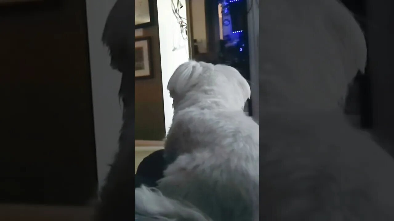 🍟Why does Ginger do this?📺 #puppy