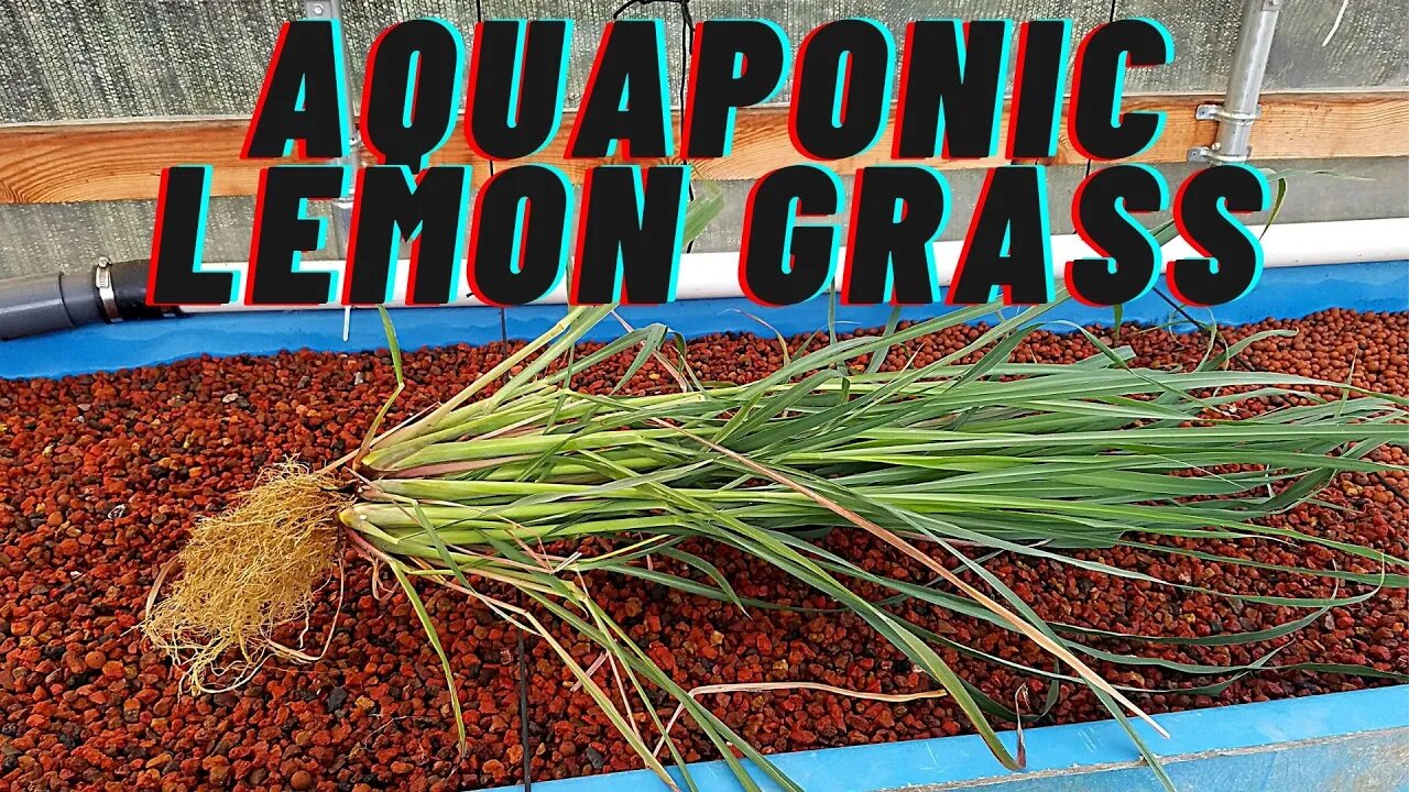 Aquaponic lemon grass roots (DIY aquaponic system)