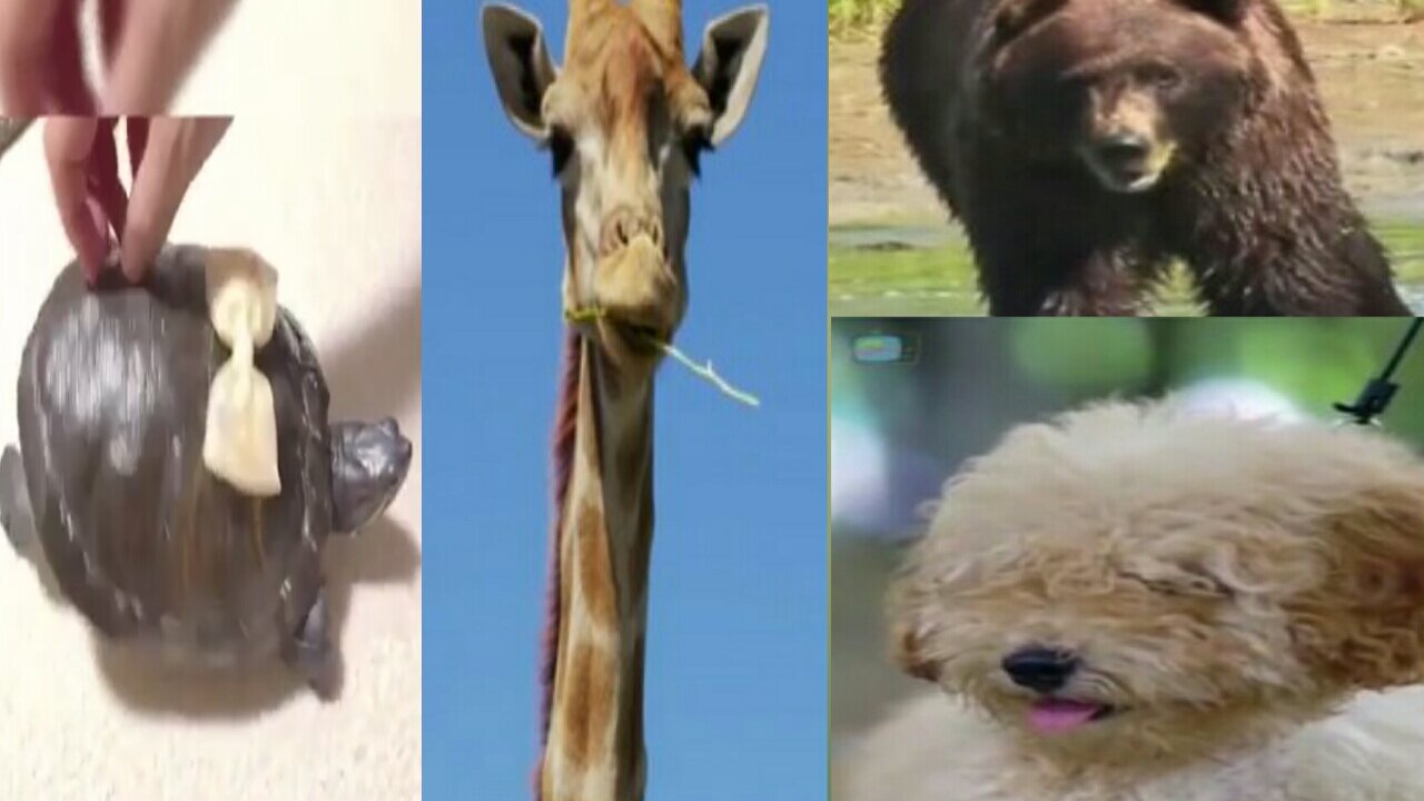 Animals funny sounds .very funny video .