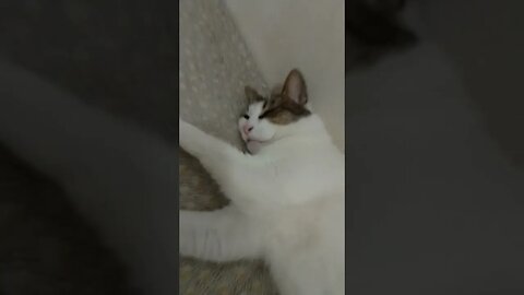 preguiçosa