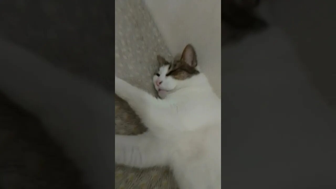 preguiçosa