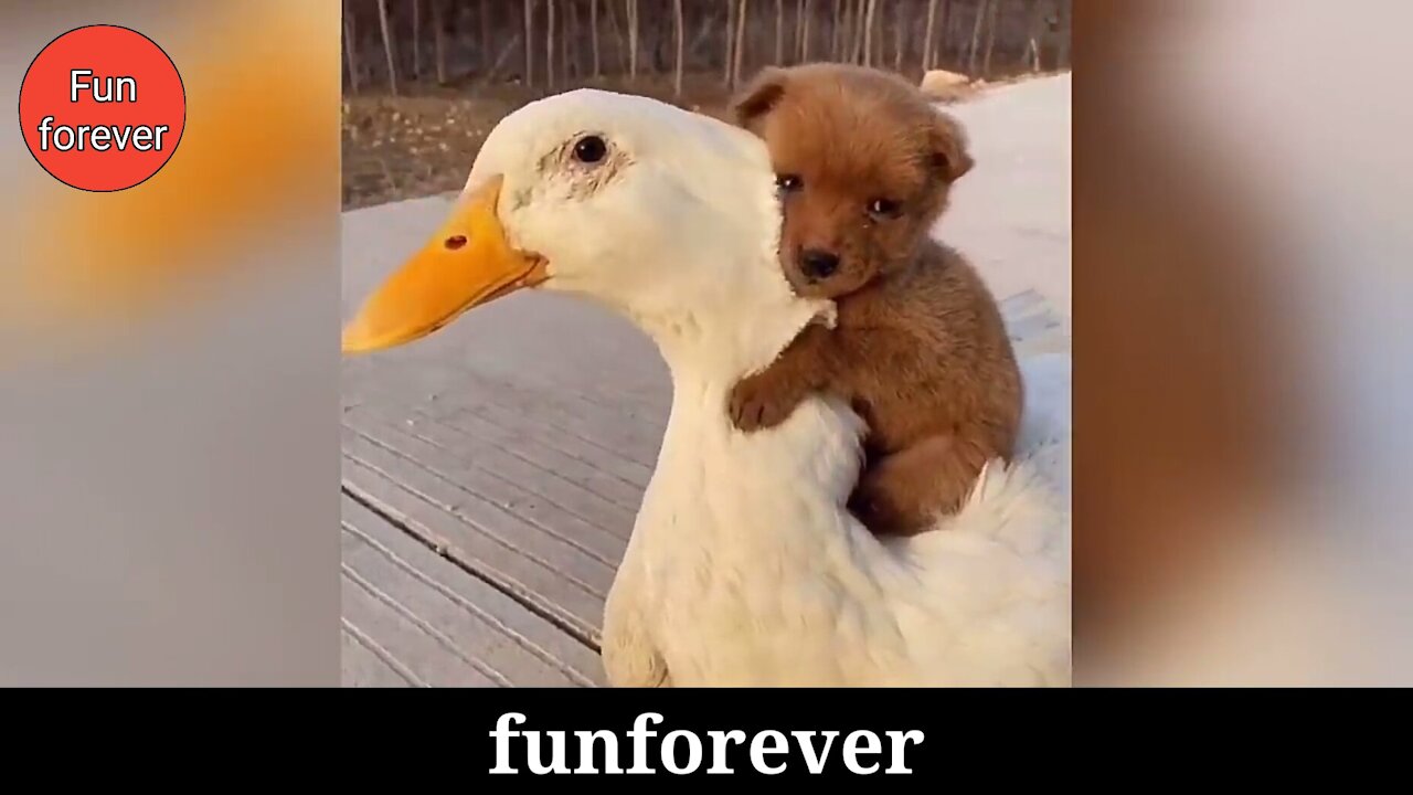 Watch Adorable Puppy Loves Its Duck Buddy