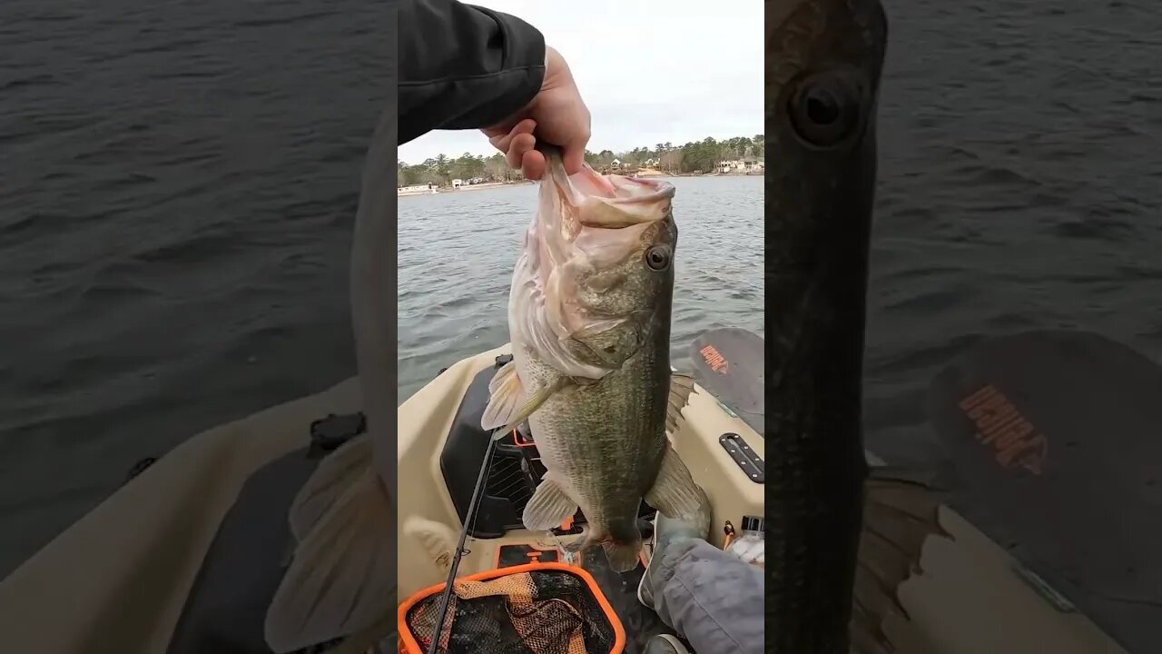 Gonna Need A bigger Net! #bass #bassfishing #shorts