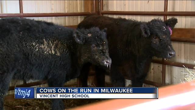 Cows escape Vincent High School, wander Milwaukee streets