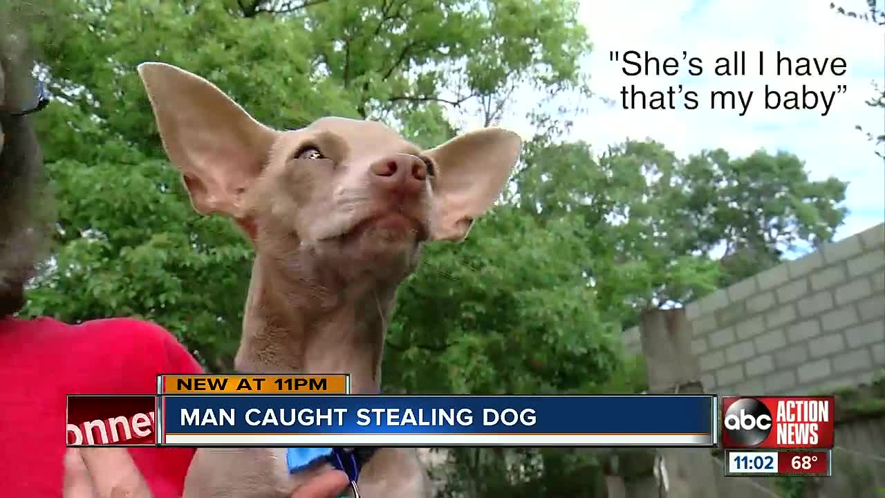 Dognapper captured on surveillance video stealing elderly woman’s Chihuahua