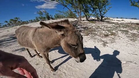 dusty donkeys