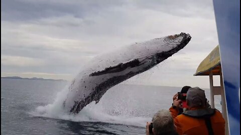 Whale Jump off near a Boat full of passengers