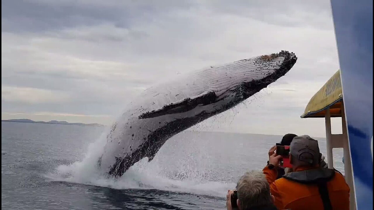 Whale Jump off near a Boat full of passengers