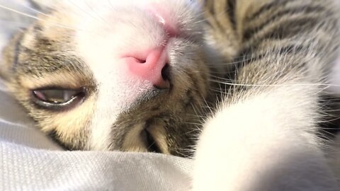 Funny Cat Dreams and Moves in His Sleep