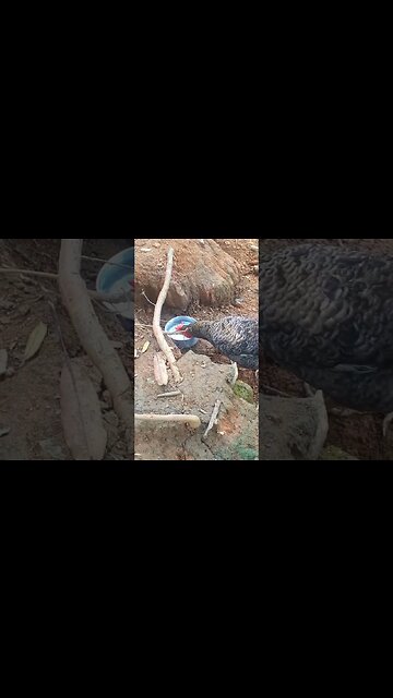 Galinha com sede em busca de água