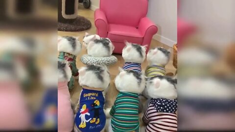 Baby Cats - Cute and Funny Baby Cat Videos Compilation