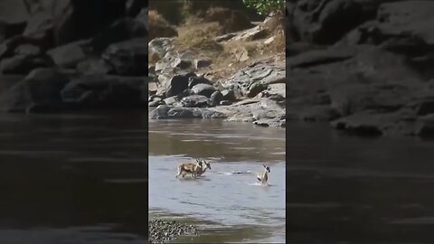 A poderosa investida de um crocodilo #crocodile #africa #animais