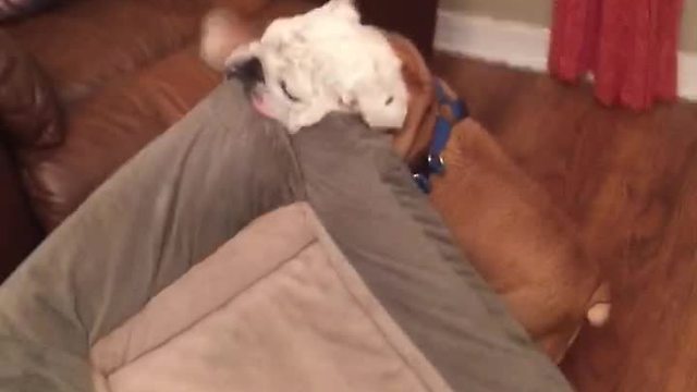 Ambitious bulldog tries to bring entire bed into recliner