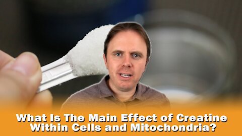 What Is The Main Effect of Creatine Within Cells and Mitochondria?