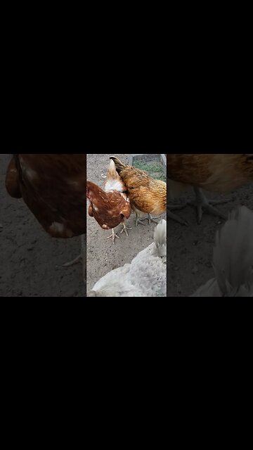 Chickens #homesteading #chickens #chickenlife